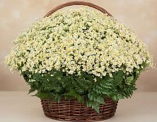 Цветочная композиция из Ромашки в корзине #REPLACE_PRED# Рычково